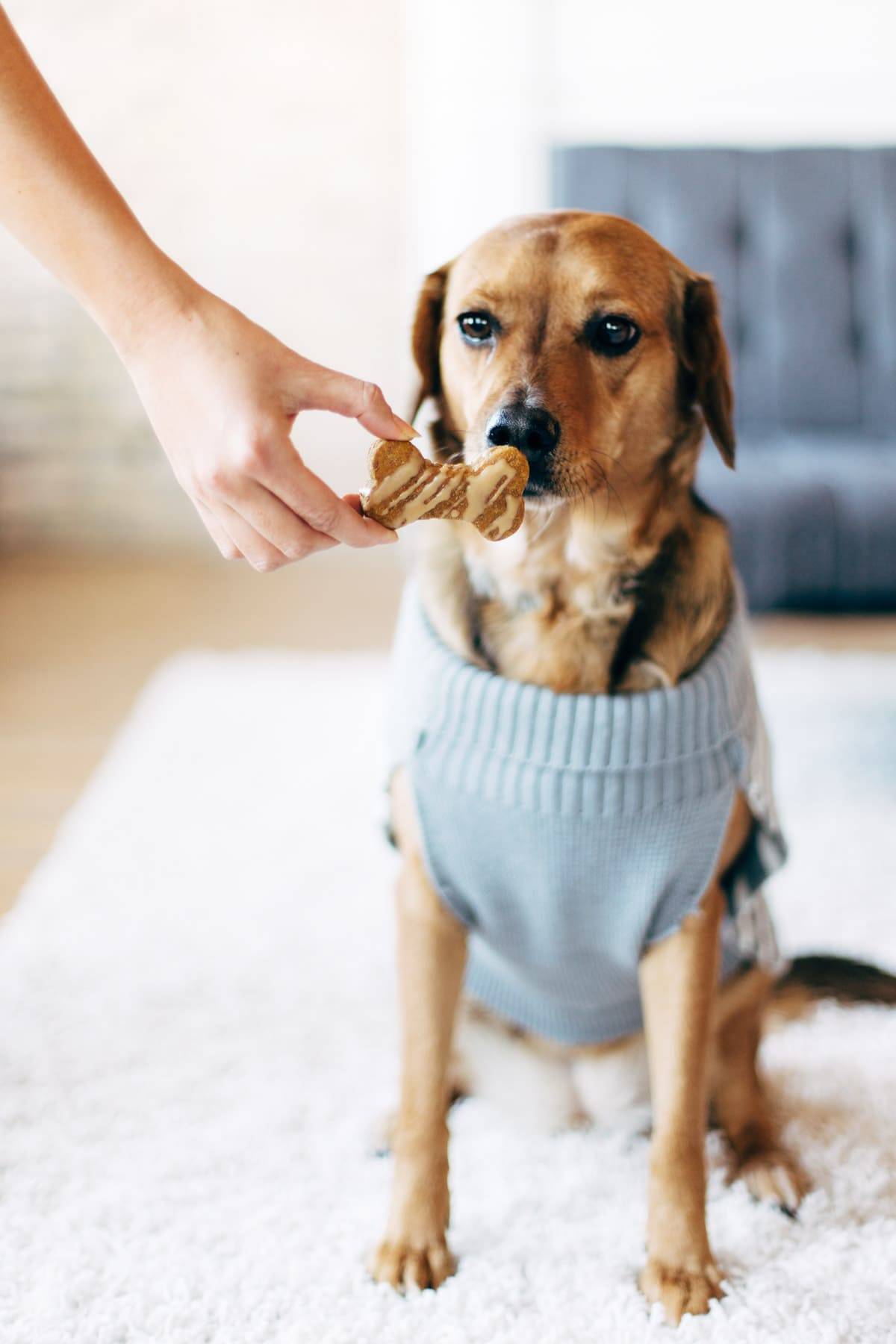 Homemade Dog Treats - 5 ingredient wholesome treats for your pup! | pinchofyum.com